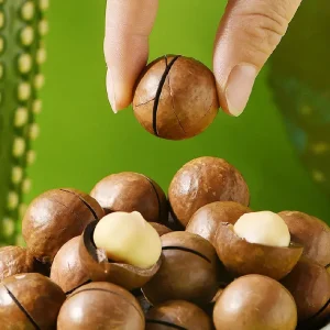 100% Natural Top Quality Macadamia in Shell Nuts From Yunnan China