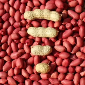 Advanced Raw Dried Shelled Organic Red Peanuts 25kg Bulk Food Newest Crop 24 Months Shelf Life Shandong Yunnan Origin