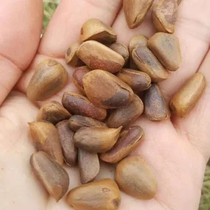 Afghanistan Pine Nuts Organic Pine Nuts