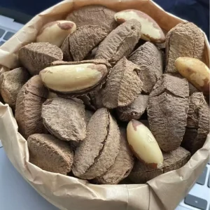 Brazil Nuts From China Brazil Nuts with Shell