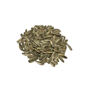 Bulk Big Size Black Striped Raw Dried Sunflower Seeds Snack PP Bags Competitive Price High Quality Agriculture Top