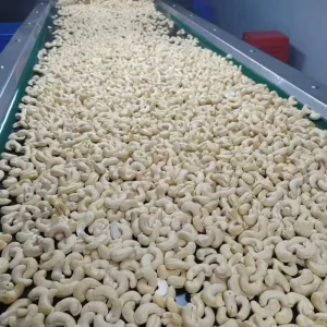 Cashew Nut