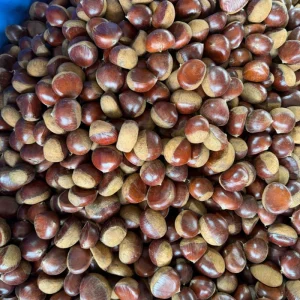 Chestnuts Bulk Fresh Sweet Natural Flavor Protein Fiber-Rich Snacking Cooking Grade Shandong