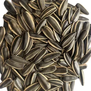 China Inner Mongolia Origin Dried Melon Seeds Supply Advanced Quality 20/25kg Packing Bag 24 Months Shelf Life