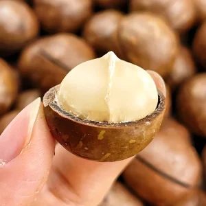 China Macadamia Nuts in Shell Raw Bulk Macadamia Nuts