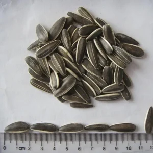 China’s Best Organic Premium Raw Dried Bulk Sunflower Seeds 363 Large Size High Plumpness