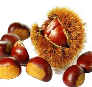 Chinese Fresh Chestnut Sweet Chestnut