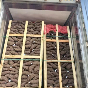 Chinese High Quality Germany Fresh Chestnut New Crop Raw Sweet Chestnut Fresh Raw Organic Low Price
