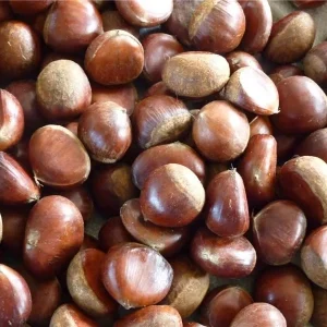 Chinese New Crop Fresh Organic Chestnut Fresh Chestnuts in Shell Factory Directly Supply