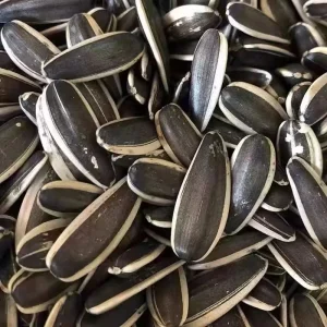 Chinese Premium Melon Seeds in Their Natural Form Dried in Various Sizes and Processed Types