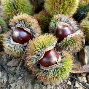 Direct Supplier Chinese Chestnuts Organic Fresh Sweet Raw Whole Roasted Healthy Snack Bulk