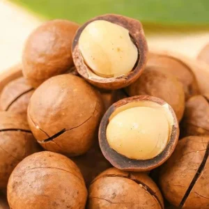 Factory Direct Organic Macadamia Nuts In Shell Large Size 25mm+ Raw Nuts for Snacking OEM Custom MOQ