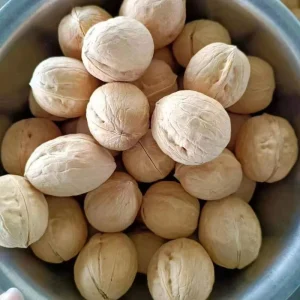 Factory Direct Organic Walnuts In Shell Large Size 32mm+ Raw Nuts for Snacking OEM Custom MOQ