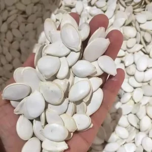 Factory Direct Supply Shine Skin Pumpkin Seed Price Top Grade Pumpkin Seed