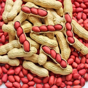 Factory Price High Quality peanuts Raw Peanut