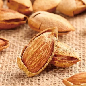 Factory Supply Apricot Kernels Premium Quality Nuts Almond Nuts