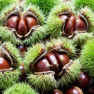 Fast Delivery Organic Chinese Fresh Chestnuts Sweet Raw Peeled Healthy Snack Roasted Vacuum Packed Bulk