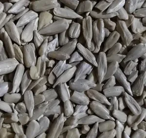 Flower Seeds Chinese Sunflower Seed Kernel