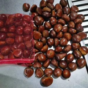 Fresh Chestnut 30/40 in 5kg/Bag