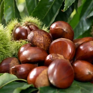 Fresh Chestnuts Organic Chinese Sweet Peeled Vacuum Packed Roasted Healthy Snack Factory Bulk