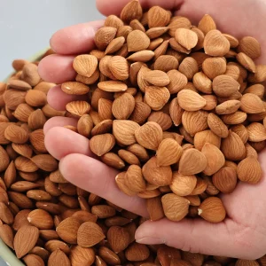 Fresh Chinese Natural Bitter Apricot Kernels