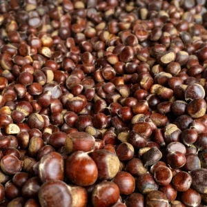 Fresh Sweet Chestnuts Raw Chinese High Quality Organic Peeled Roasted Natural Snack Export Factory Price