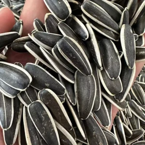 Good 361 Sunflower Seeds China