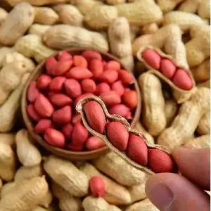 High Quality In Shell Chinese Peanuts Raw and Dried Snack Bulk Supply Promotional Rates