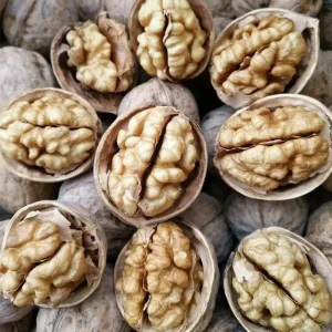High Quality Light Color Walnut Kernel for Snack and Food Industry Organic in Bulk 185 Original Color