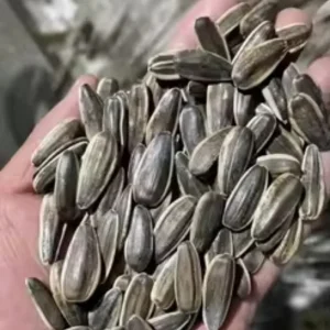 High Quality Toasted Sunflower Seeds High Quality 363 361 Sunflower Seed Flower Seeds