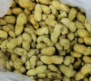 IQF Frozen Boiled Peanuts in Shell BRC Certified Salted Groundnuts Bulk for Food Service