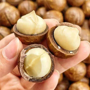 Larger Size Macadamia Nut in Shell Raw and Roasted Snack Top Food Grade From Yunnan China