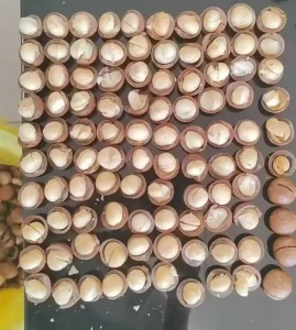 Macadamia Nut