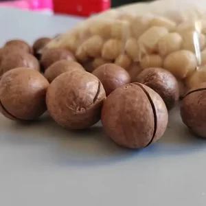 Macadamia Nut Middle Size China Origin Snack Roasted Macadamia with Shell