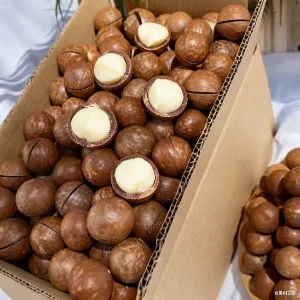 Macadamia Shelled Nuts in Bulk Original Cream Flavor