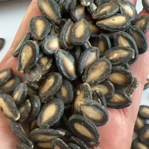 Melon Seeds