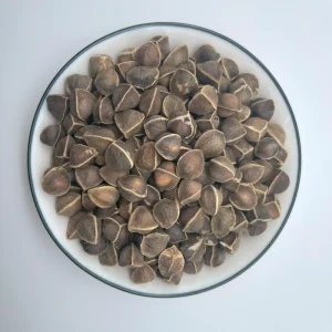 Moringa Seeds 100% Natural Edible Black Moringa Oleifera Seeds FOB China for Health Care
