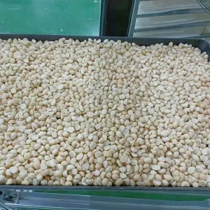 Natural New Stock Dried Crushed Macadamia Nuts 10-14mm14-17mm Class a Factory Direct Global Distribution