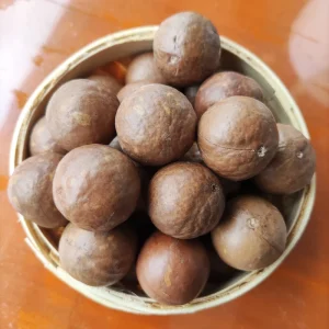 Natural Raw Whole Macadamia in Shell Uncracked Healthy Nut Snacks Bulk Supply