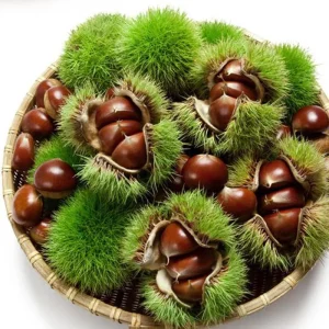 New Crop Chestnuts Fresh Sweet Chestnut Organic Chestnut Raw Chestnuts for Roasting