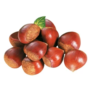 New Crop Fresh Chestnuts Dandong Chestnuts in Big Size