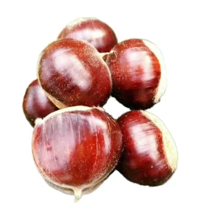 New Crop High Quality Delicious and Healthy Fresh Chestnut From China