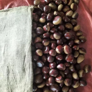 New New Crop Organic Fresh Chestnuts and Nuts Exported to Chinese and First Quality Foods Raw Snack