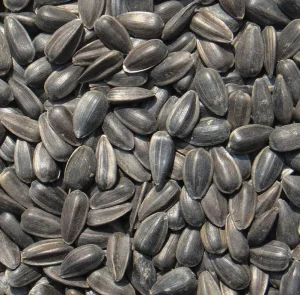 Nihewan Bulk Sunflower Seeds for Oil Ton Price Black Oil Sunflower Seeds