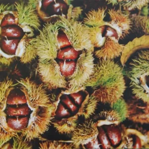 Organic Fresh Chestnuts High Quality and Healthy Delicious Raw Processing