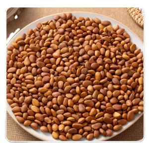 Pine Nut Pine Seed Nature Nut Salted Flavor China Origin Ready to Eat