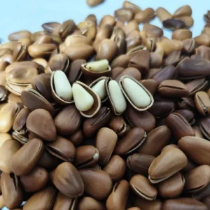 Premium Organic Pine Nuts Economically Priced Agricultural Snack