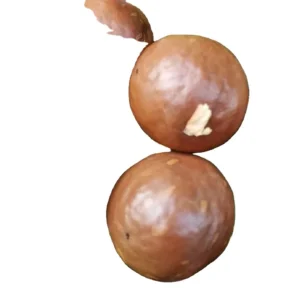 Premium Quality High Grade Dried Creamy Whole Raw Macadamia Nuts with Shell Original Fragrant