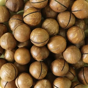 Premium Shelled In Shell Macadamia Nuts Sweet Milky Flavor Organic Macadamia Healthy Snack Baking Ingredient Bulk Supply