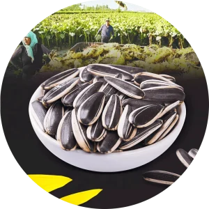 Processed Roasted Sunflower Seeds 361 363 601 258g Fried Sunflower Seeds Roasted Snacks